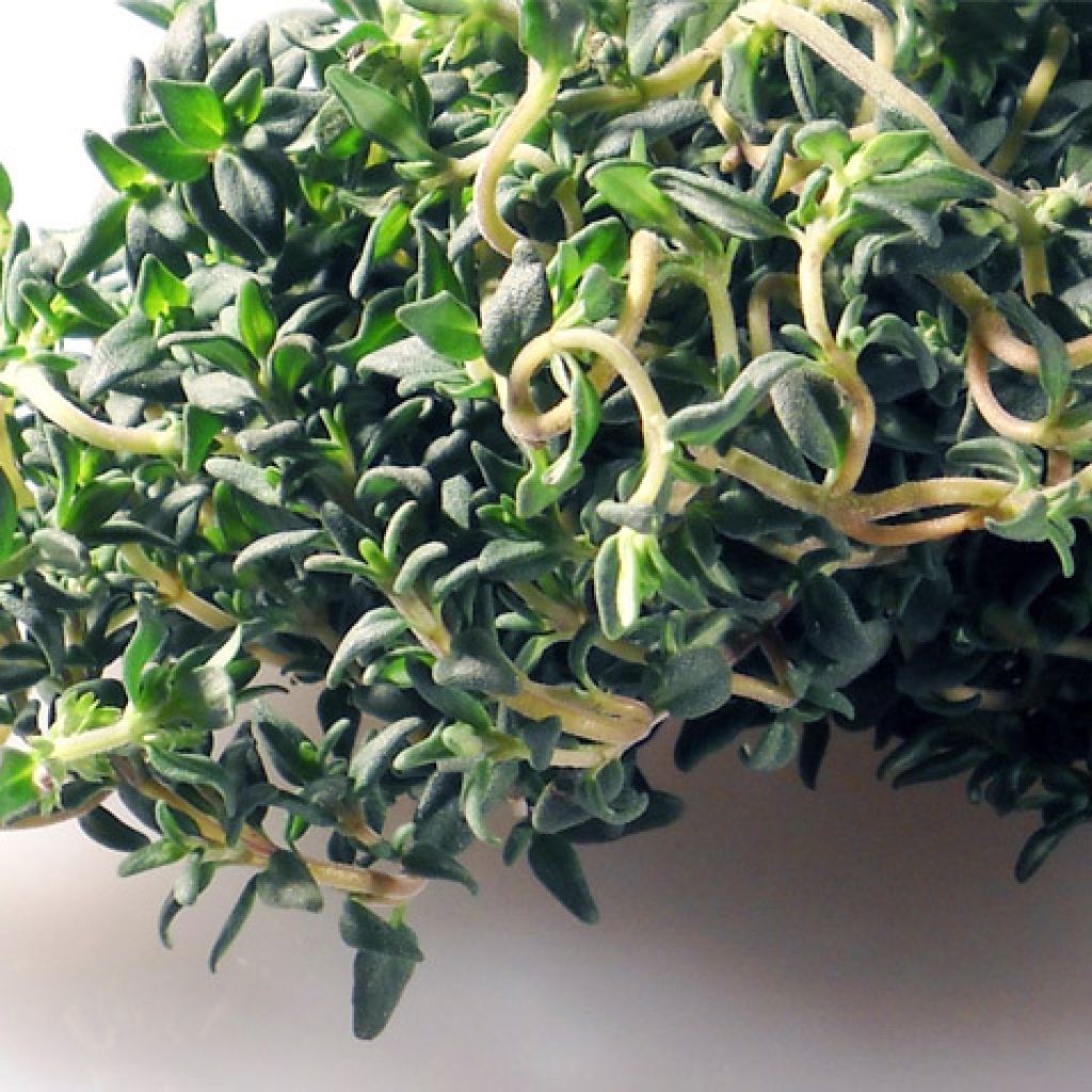 Thyme linalool (Spain), Organic