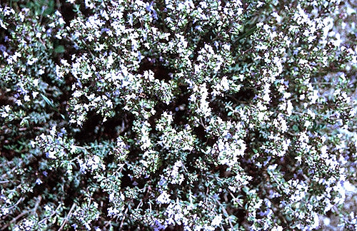 Thyme thujanol WILD (sauvage)