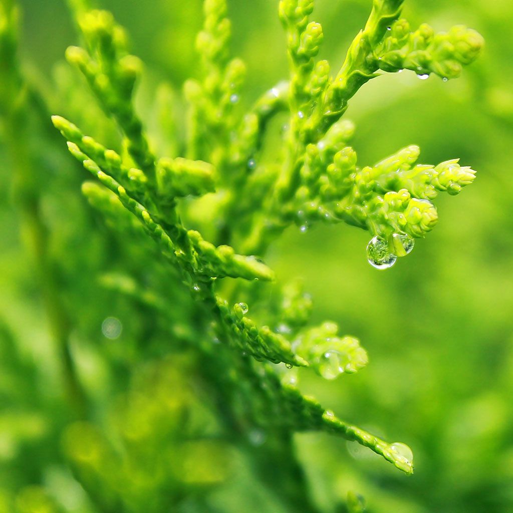 Cypress (France), Organic