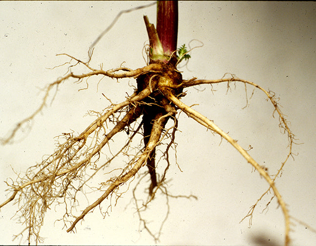 Valerian (Bavaria)