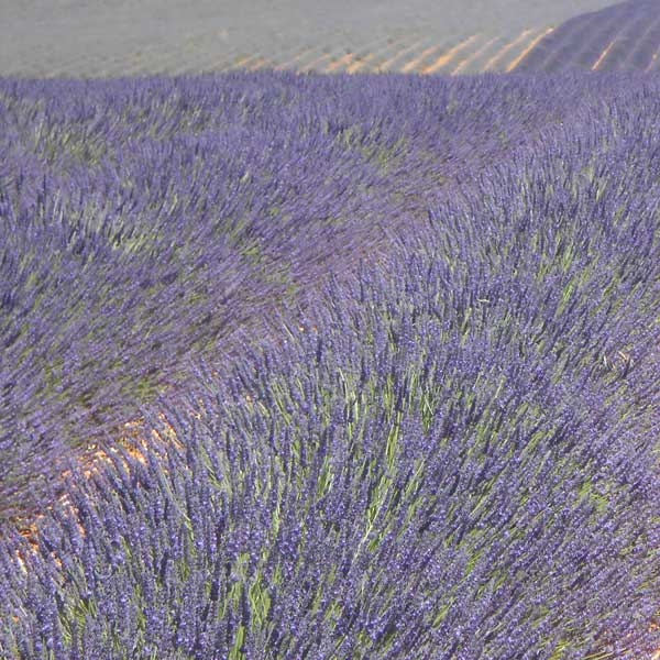 maillette lavender plants Lavender Maillette, Organic 15ml