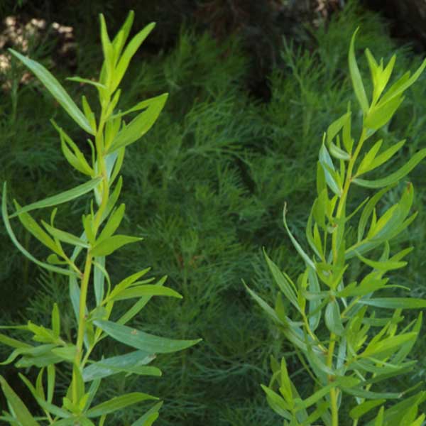 Tarragon (Hungary)