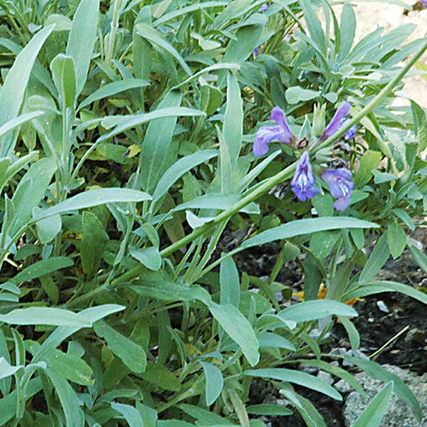Sage Lavender leaved, Organic