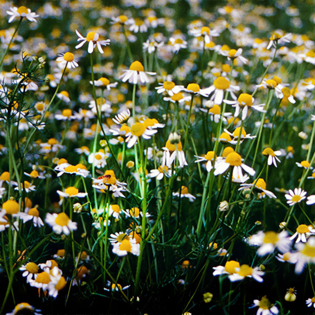 Chamomile, German (Bulgaria)