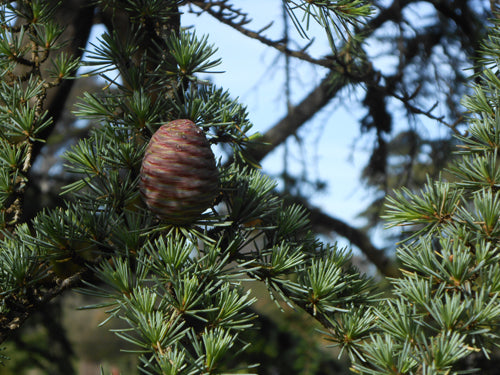 Cedarwood, Atlas (Provence), SIMPLES