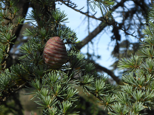 Cedarwood, Atlas  (Provence), SIMPLES