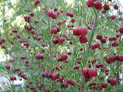 Boronia Absolute