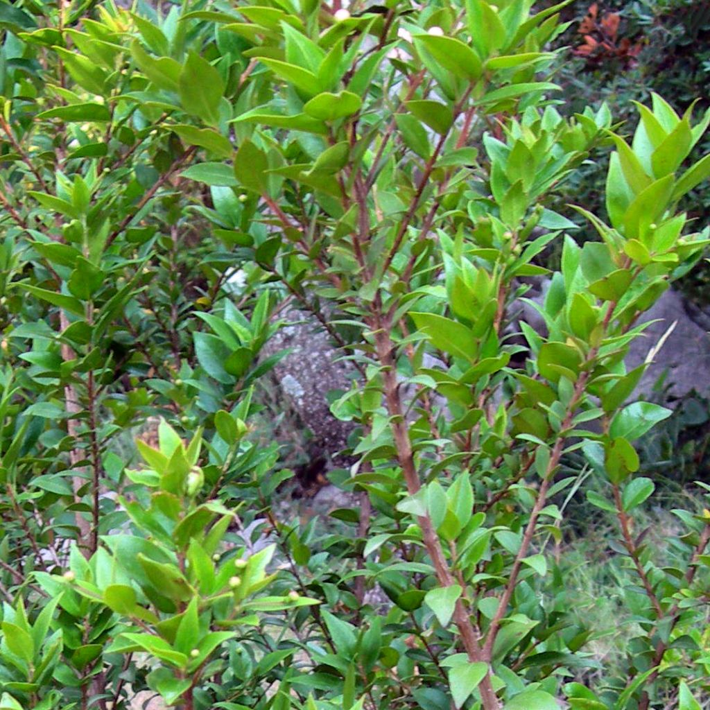 Myrtle, Red (Morocco)