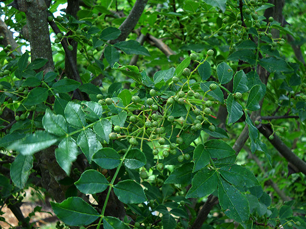 Zanthoxylum alatum, Organic