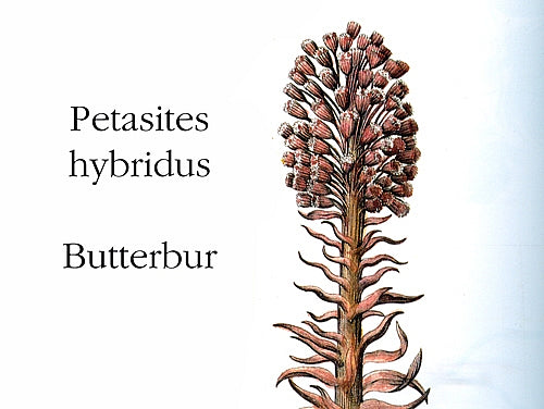 Butterbur