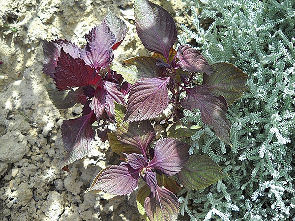 Shiso Leaf