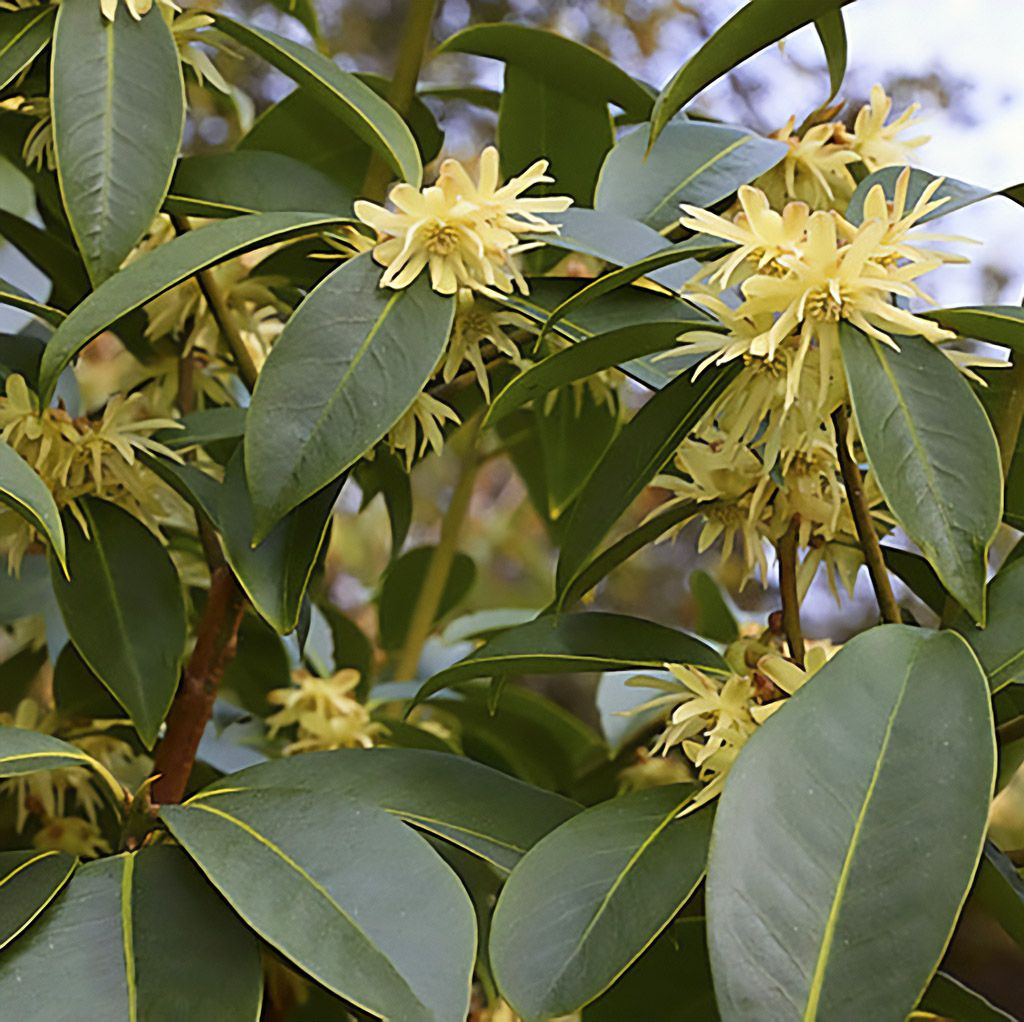 Anise, Star, Organic