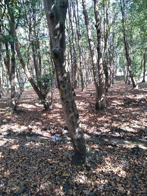 Sandalwood (Sri Lanka)
