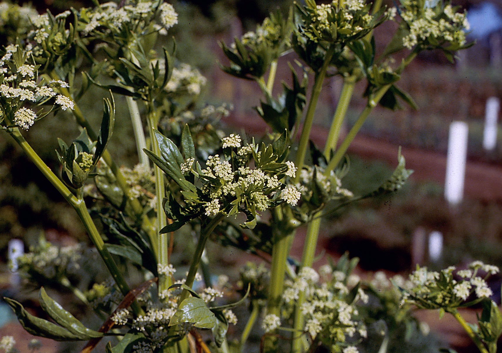 Celery Seed