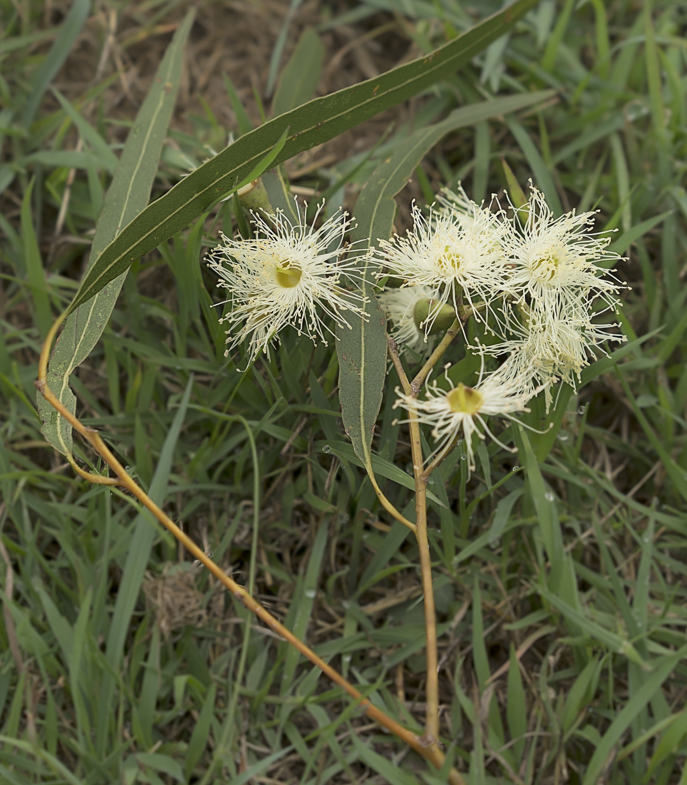 Eucalyptus Citriodora Citronellol