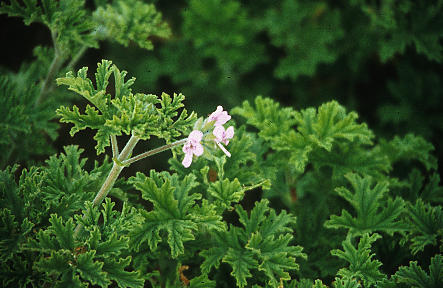 Geranium Rose