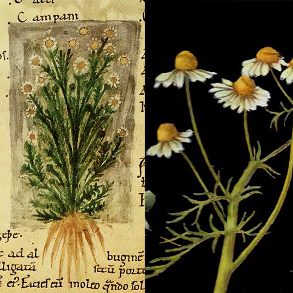 Chamomile, German (Bulgaria)