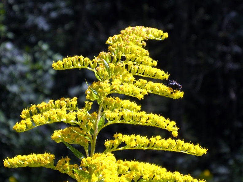 Goldenrod, Organic