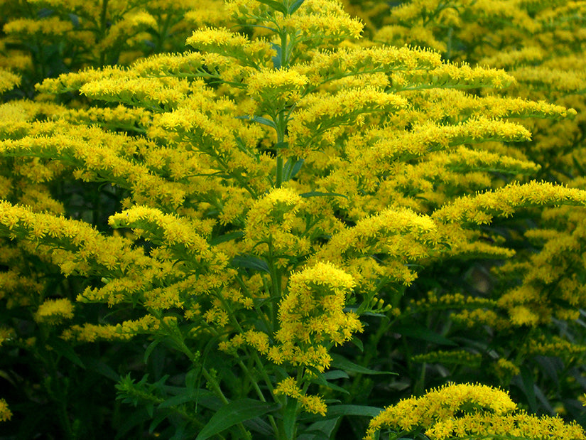 Goldenrod, Organic