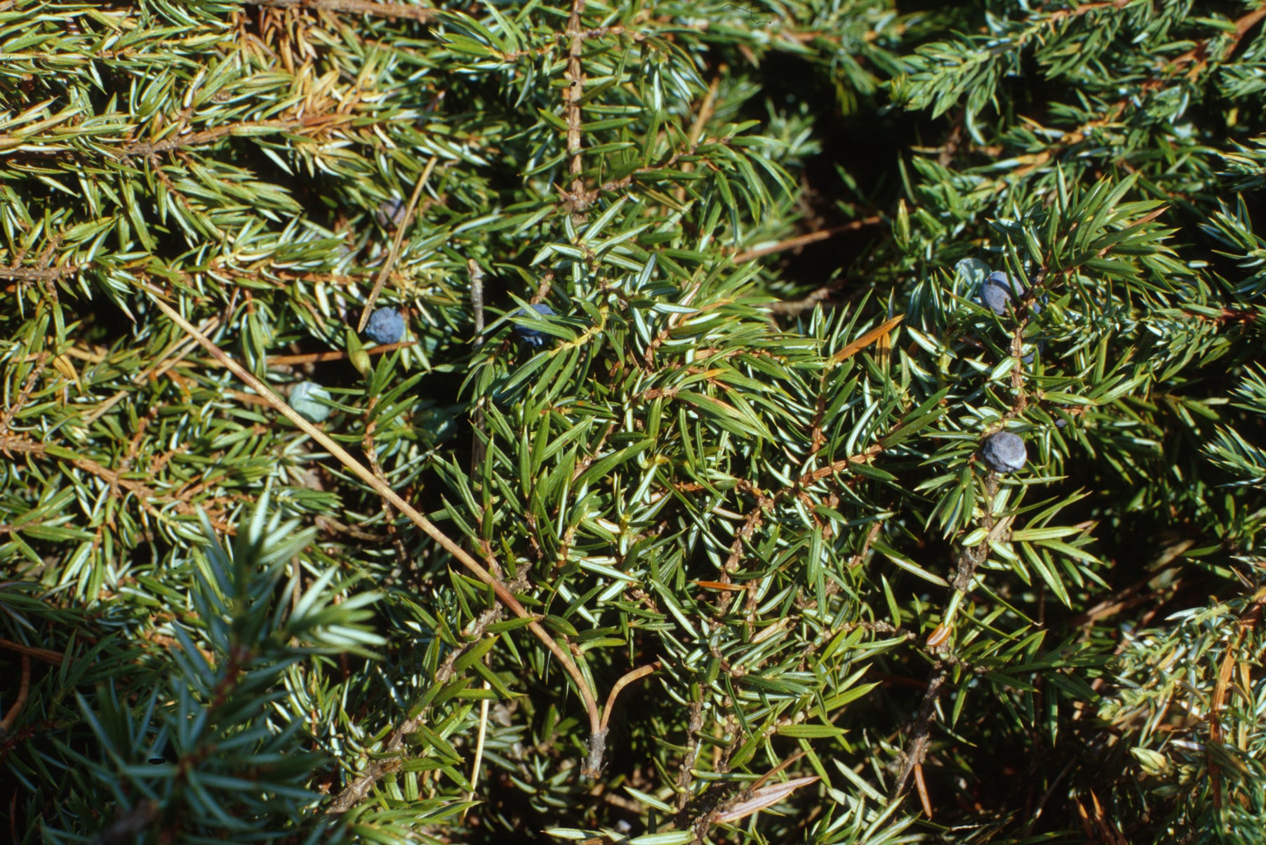 Juniper Berry, WILD