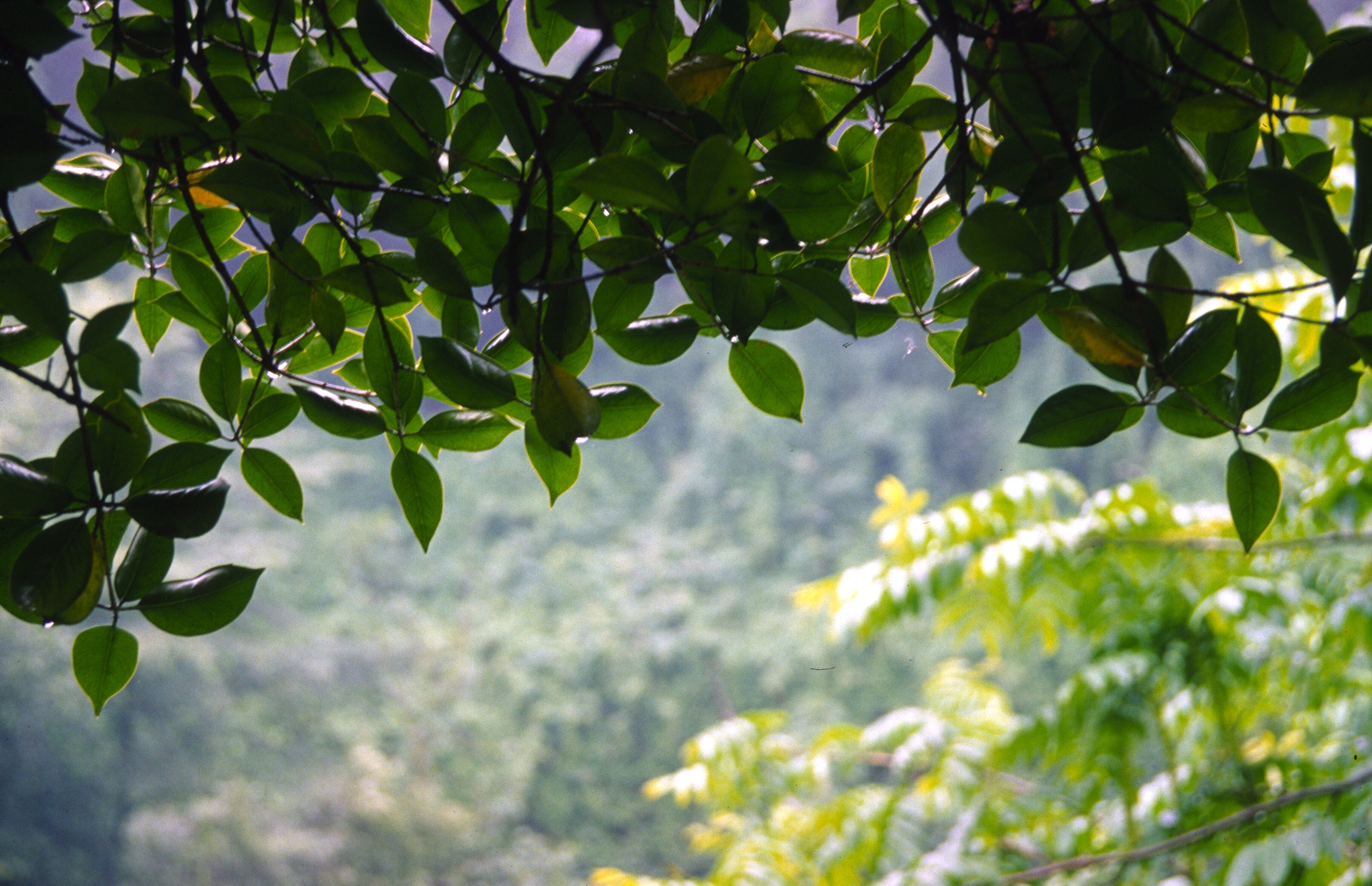 Osmanthus Absolute