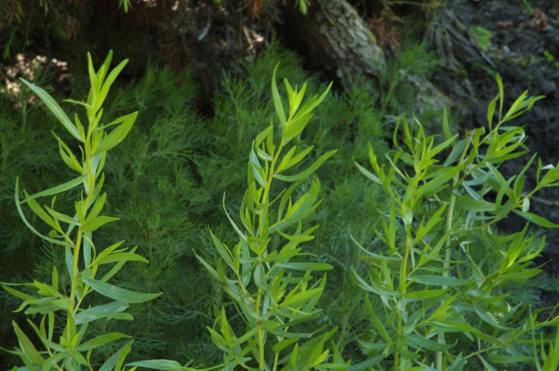 Tarragon (Provence)