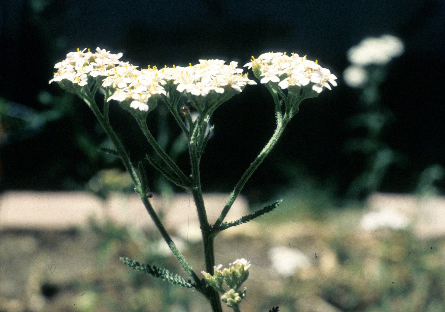 Yarrow (Bavaria), DEMETER