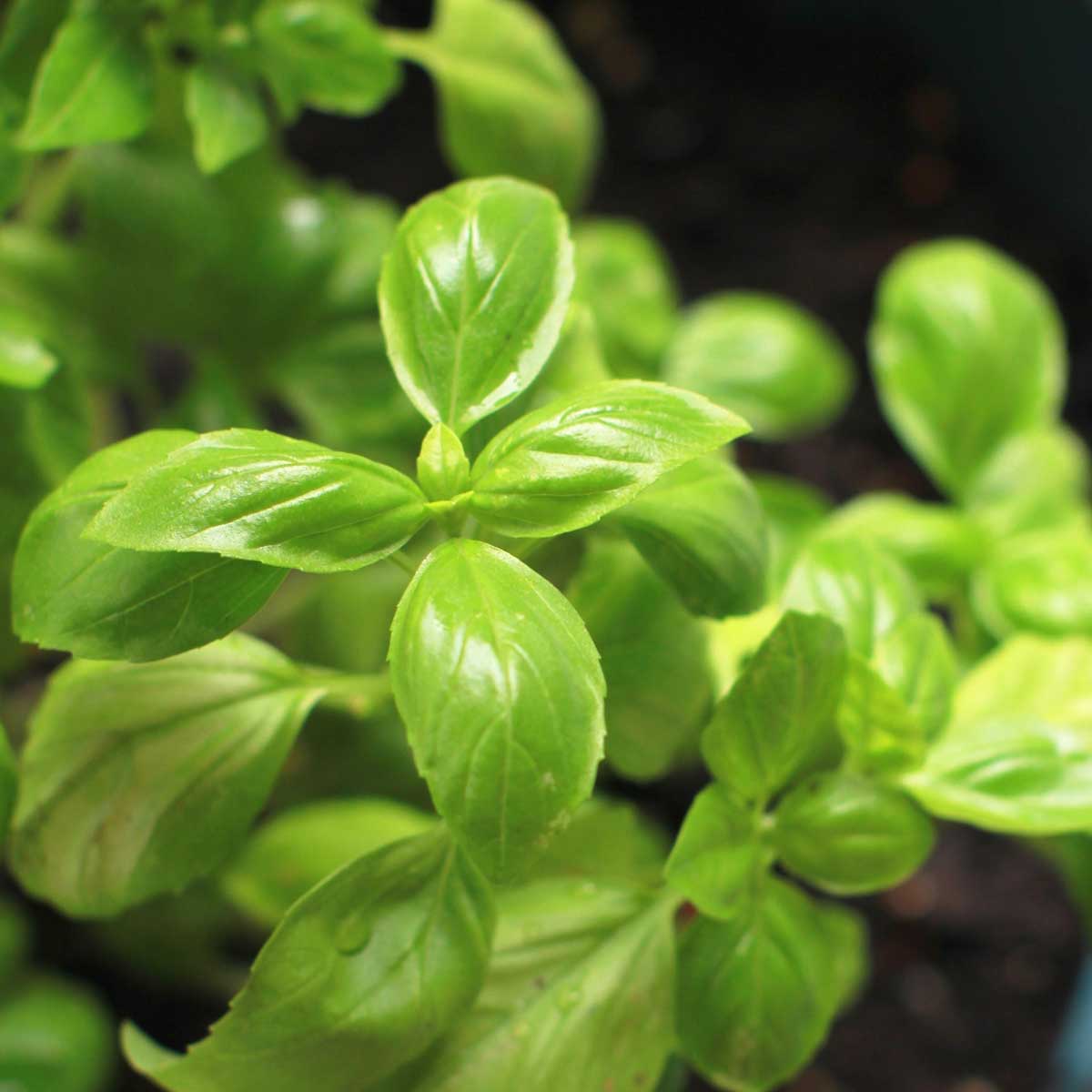 Basil Exotic India Organic