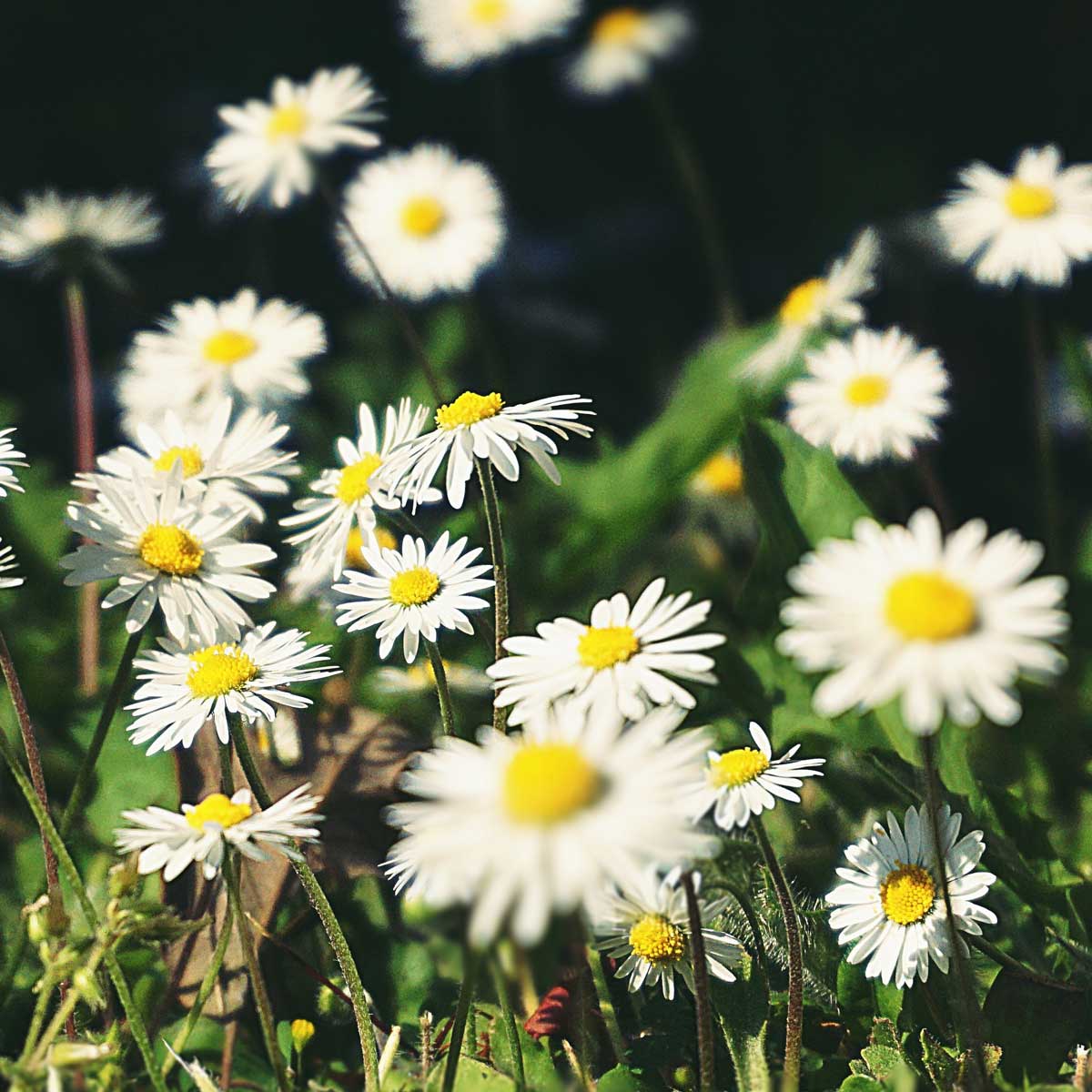 Chamomile, Moroccan