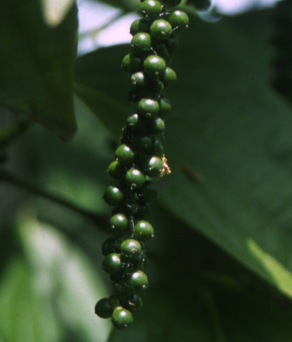 Pepper, Black, Organic