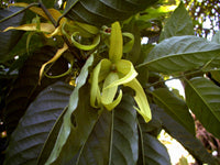 Ylang Ylang Extra, Organic