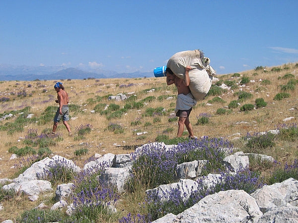 Wild Lavender from Provence