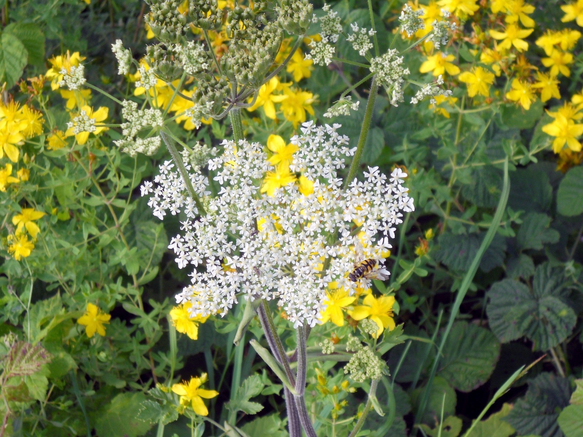 Carrot Seed from France and Bosnia in Herzegovina