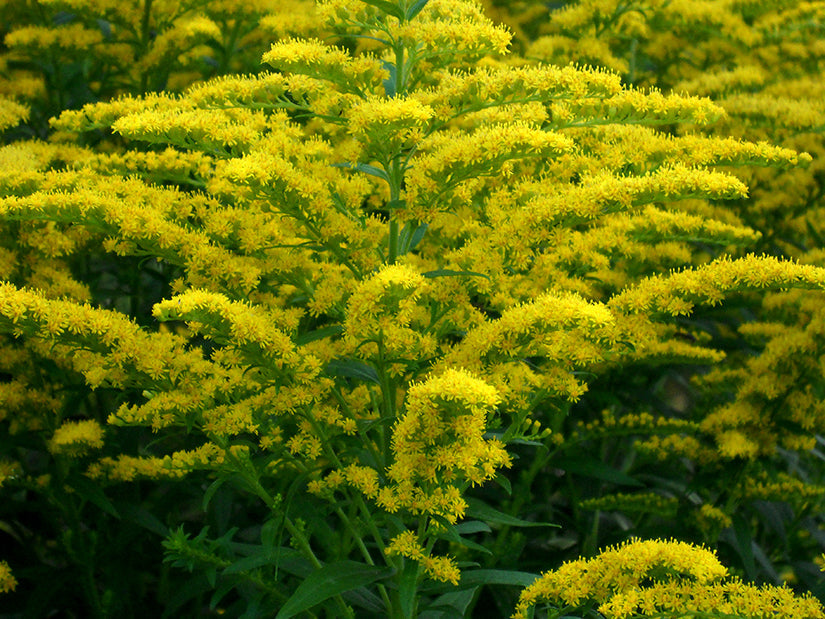 Golden Rod and Allies - Their Effects on Anxiety -