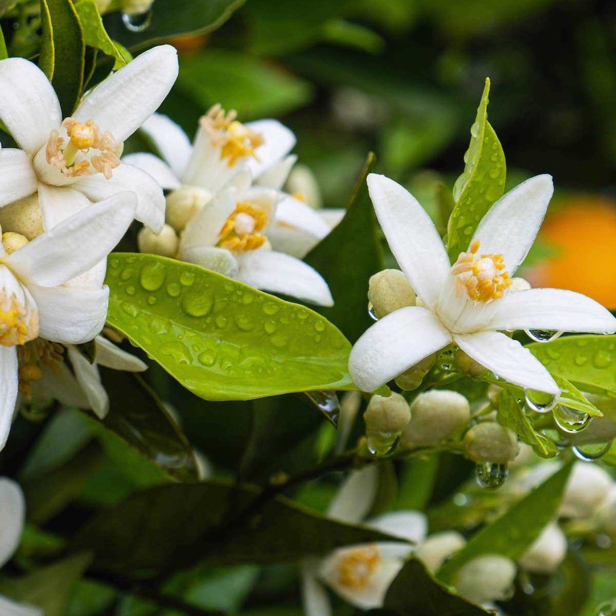 Neroli, Jasmine, and Rose