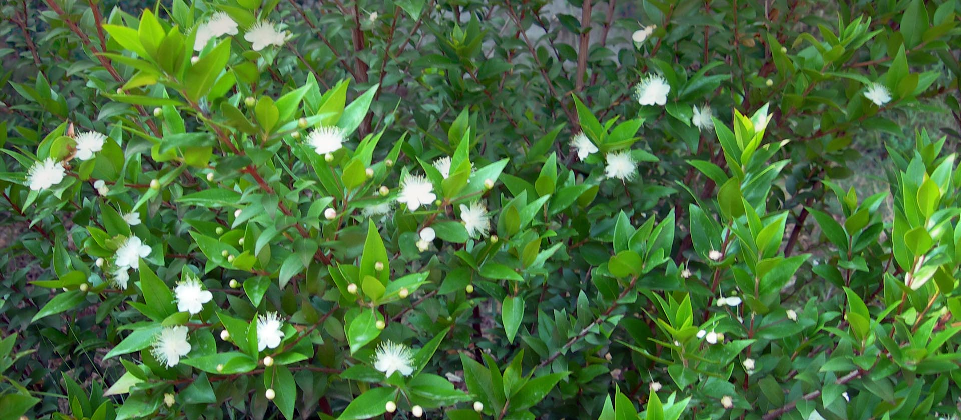 Green Myrtle Hydrosol from Corsica