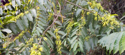 Ylang Ylang: The Oil to Release Cramps, Stress and Sorrow