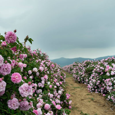 Rose Damascena Essential Oil (Rose Otto)