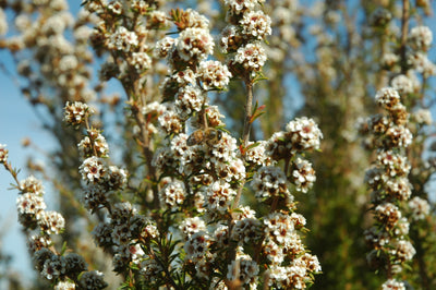 Fragonia