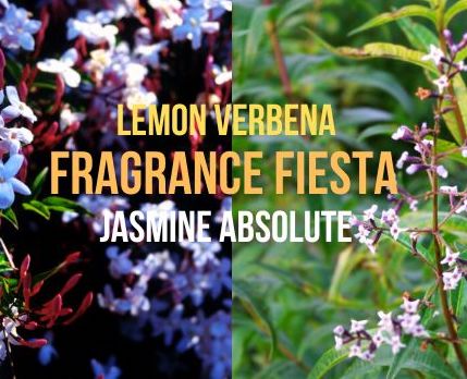 Fragrance Fiesta - Jasmine absolute & Lemon Verbena