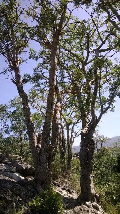 Frankincense Steam Distilled