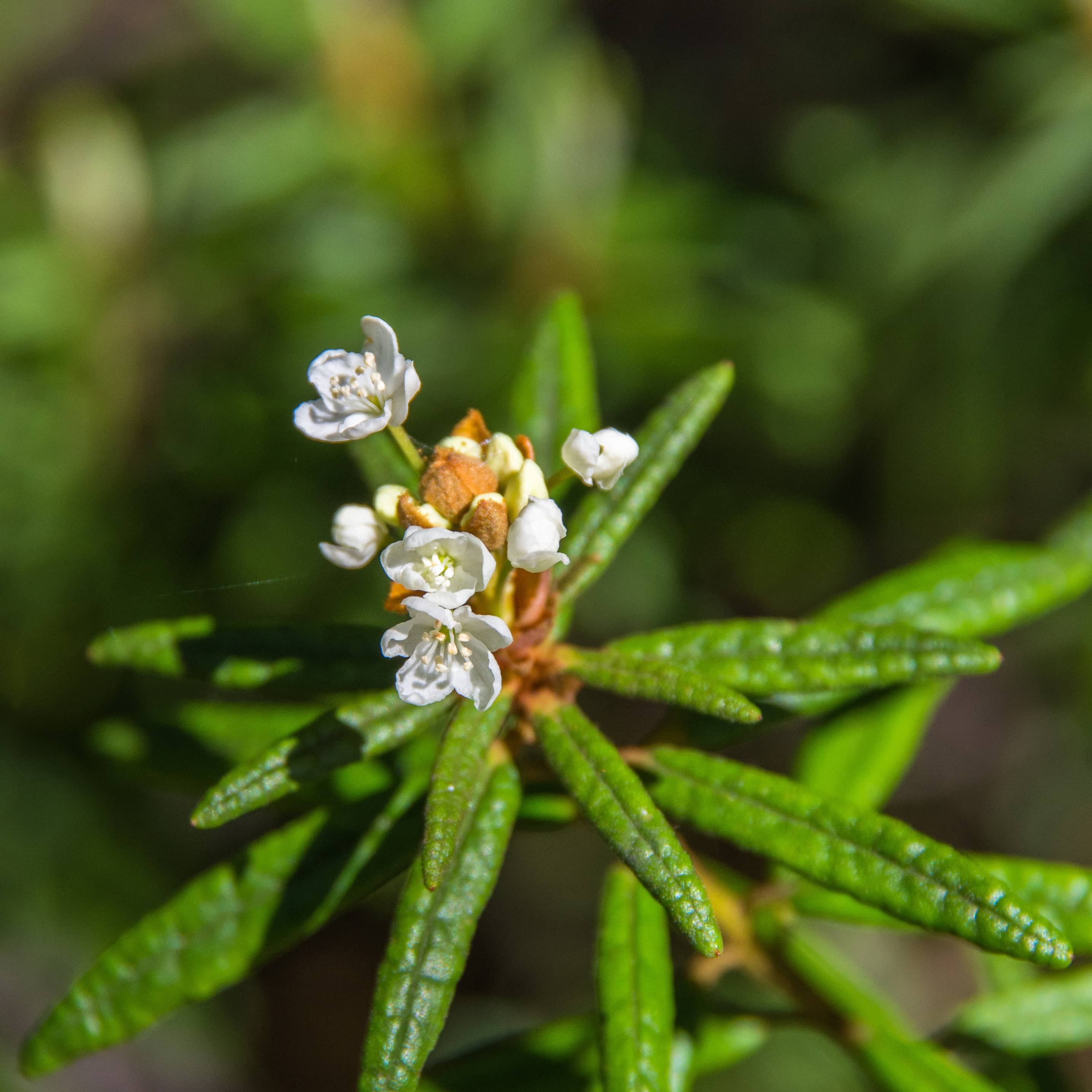 Greenland Moss, Organic