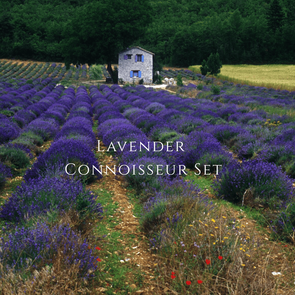 Lavender Connoisseur Set