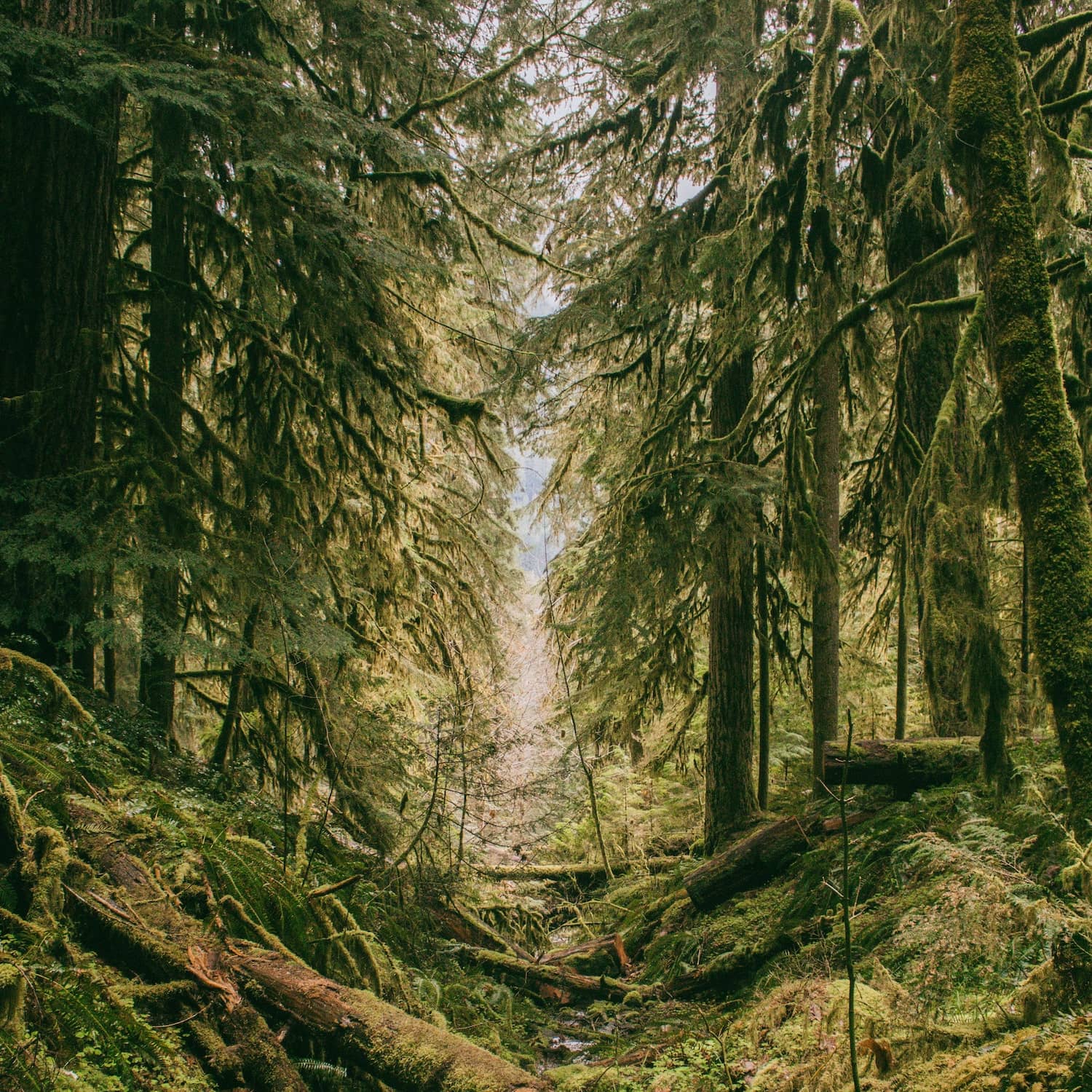 Lush Cascadia Diffuser Oil