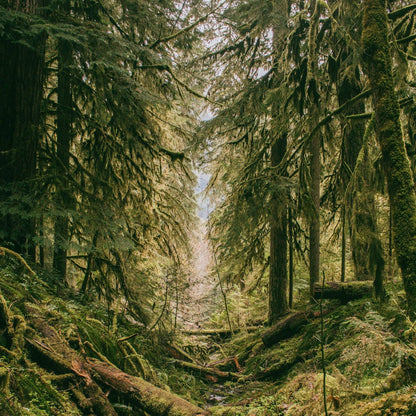 Lush Cascadia Diffuser Oil