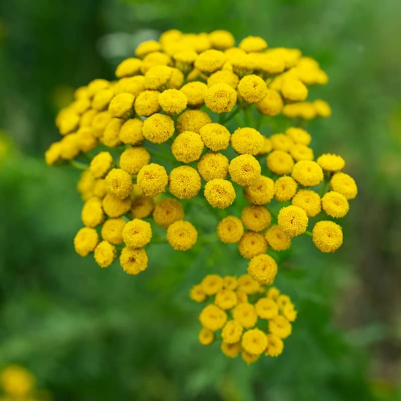 Chamomile, Moroccan