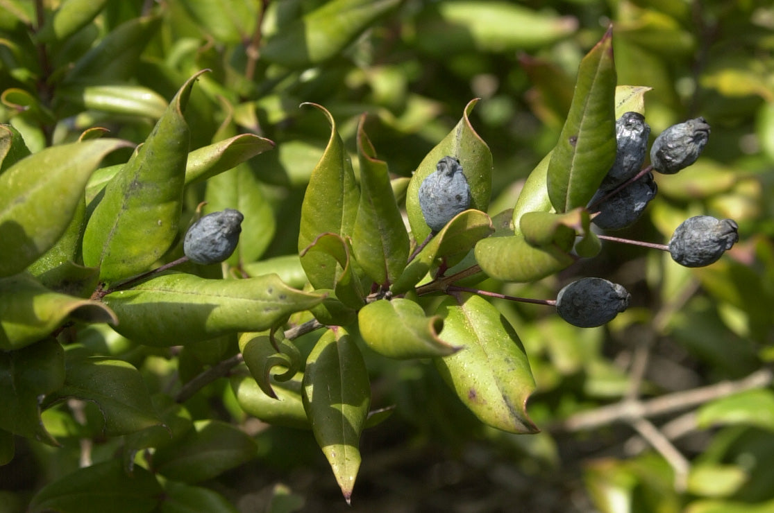 Myrtle, Green (Albania), Organic