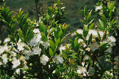 Myrtle, Green (Albania), Organic