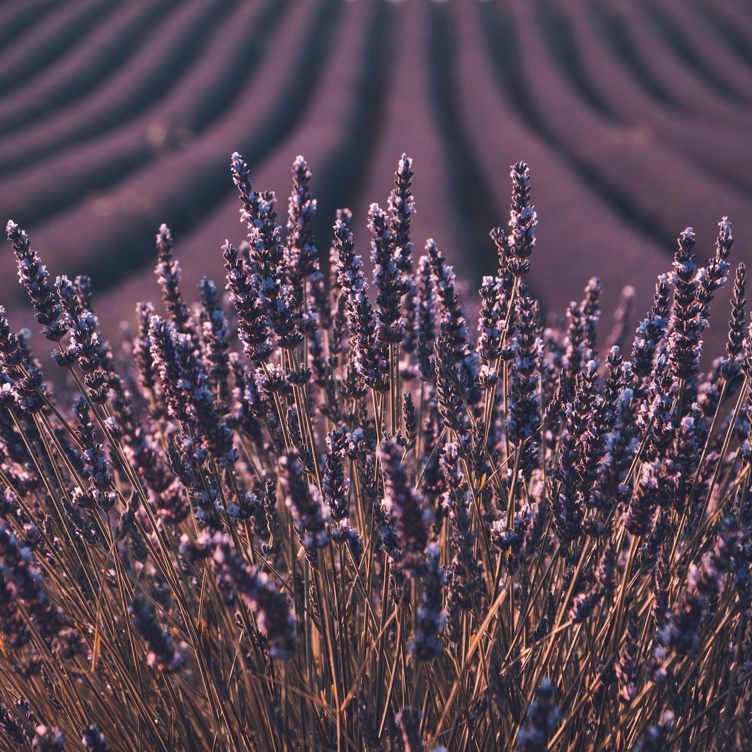 Timeless Provence Diffuser Oil