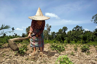 Patchouli (Aceh Barat)